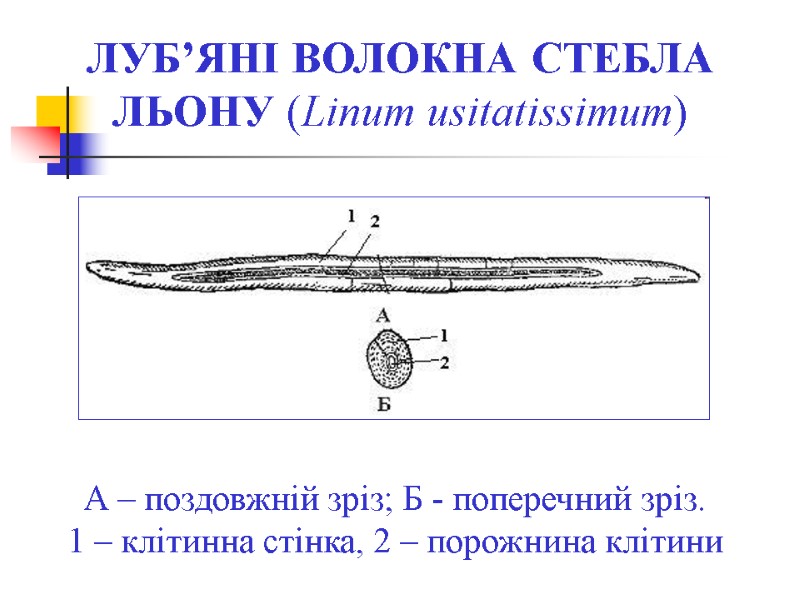 ЛУБ’ЯНІ ВОЛОКНА СТЕБЛА ЛЬОНУ (Linum usitatissimum)  А – поздовжній зріз; Б - поперечний